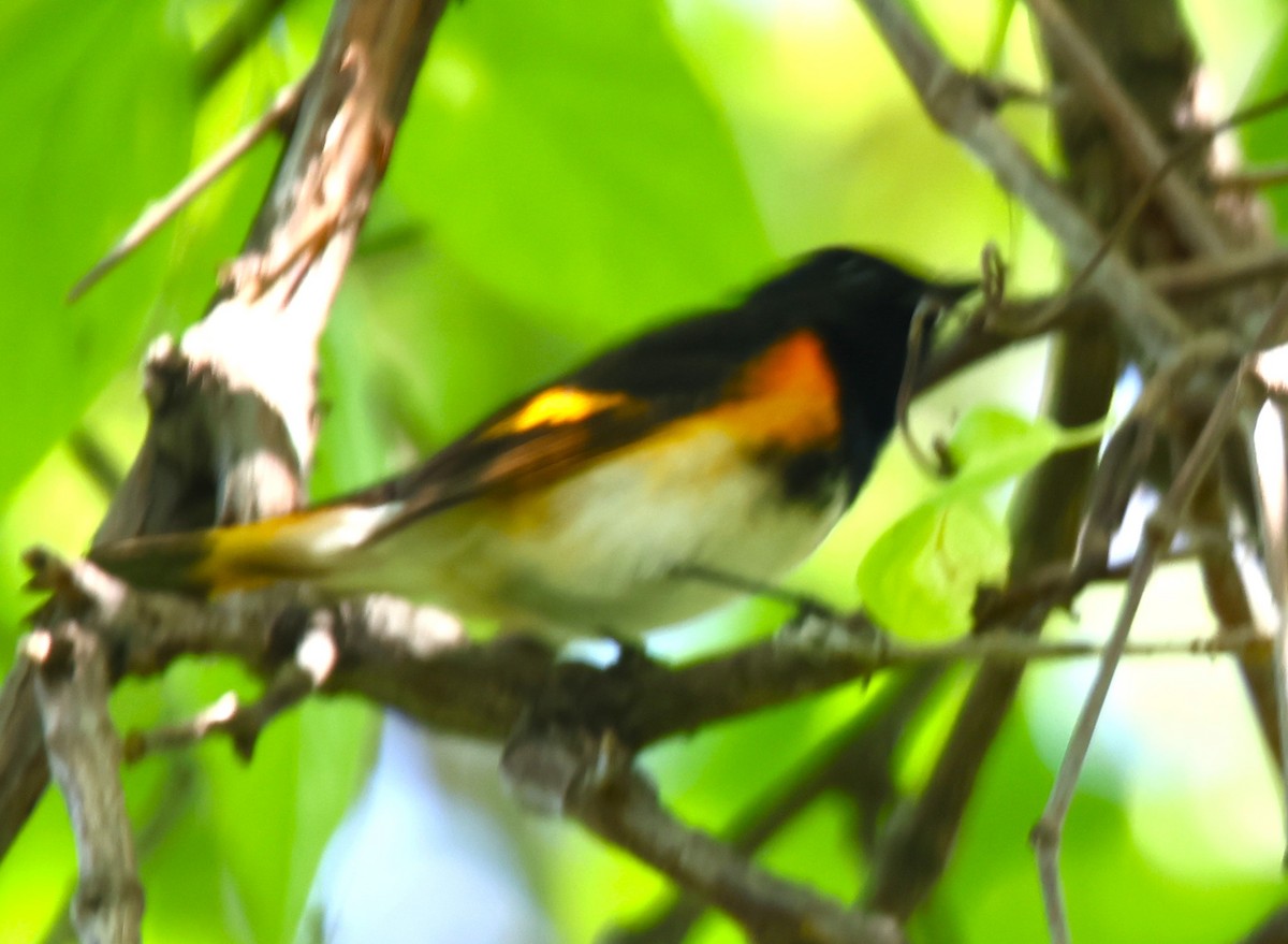 American Redstart - Alan Shapiro