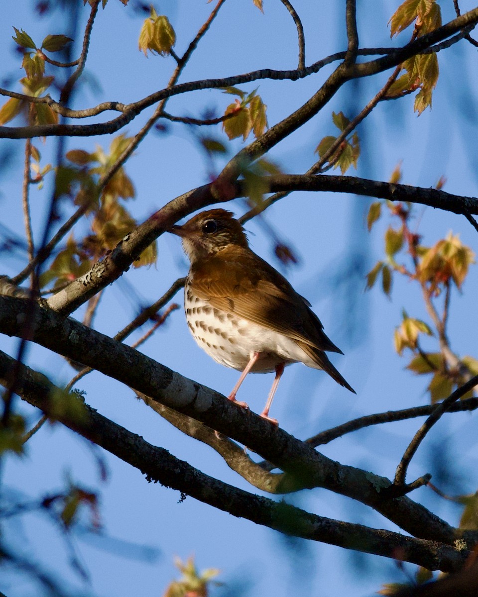 Wood Thrush - Kurt Babcock