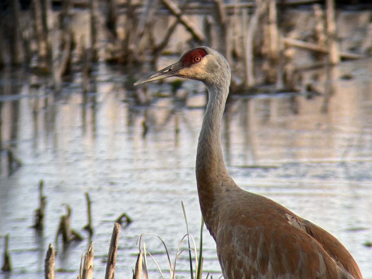 Sandhill Crane - ML618866842