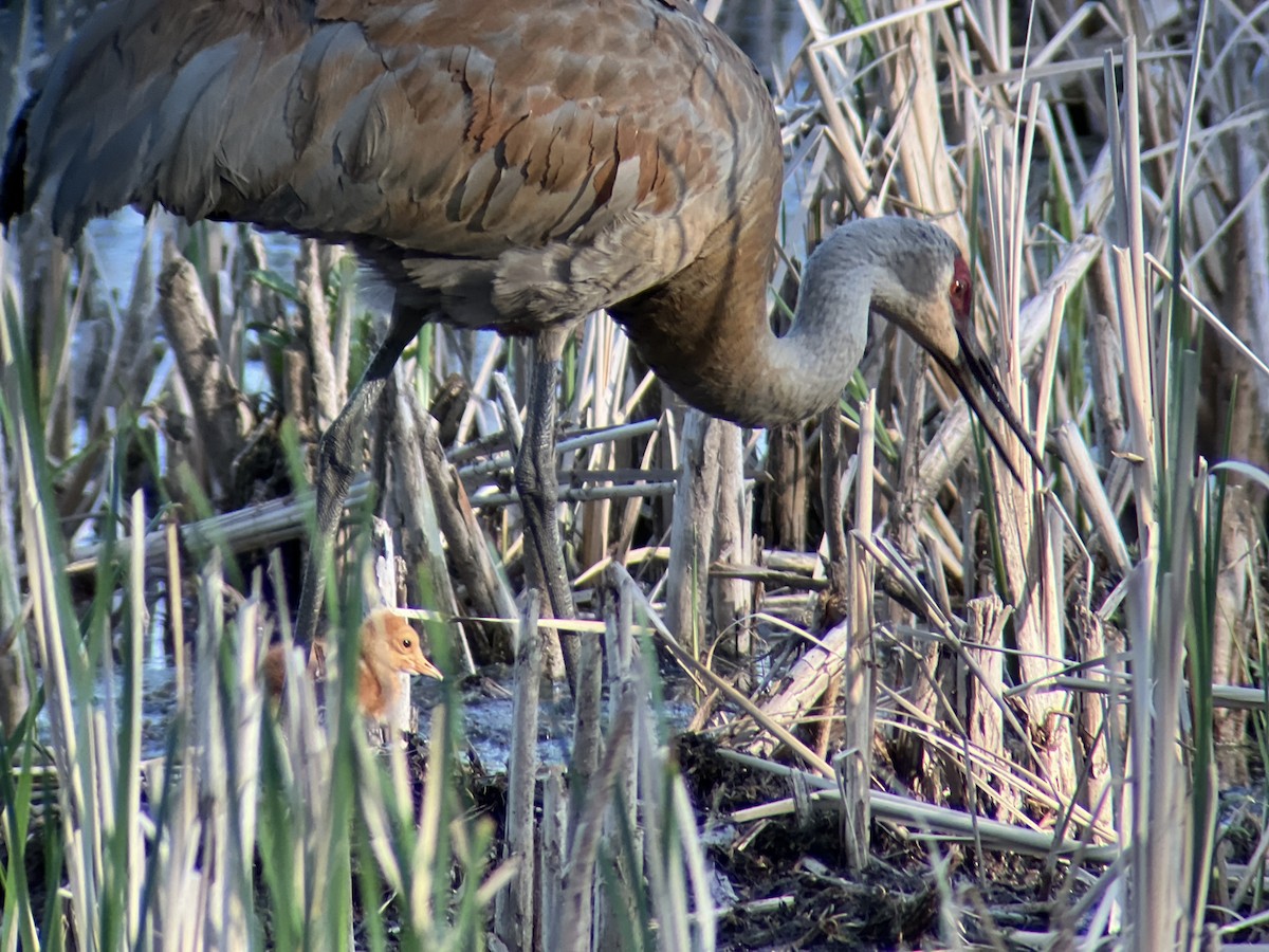 Sandhill Crane - ML618866844