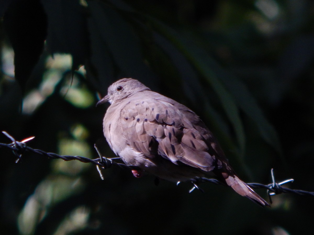 Ruddy Ground Dove - ML618866857