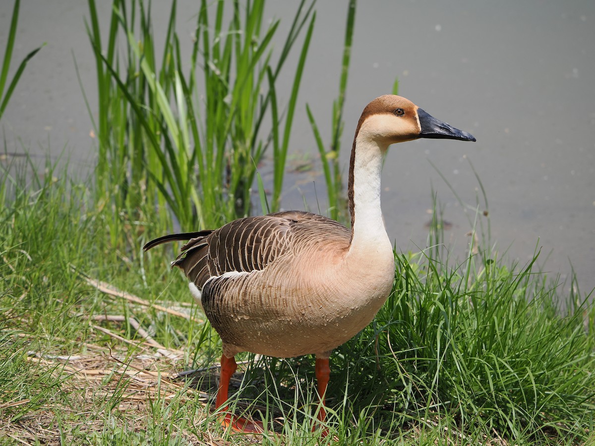 Swan Goose - Ida Chan