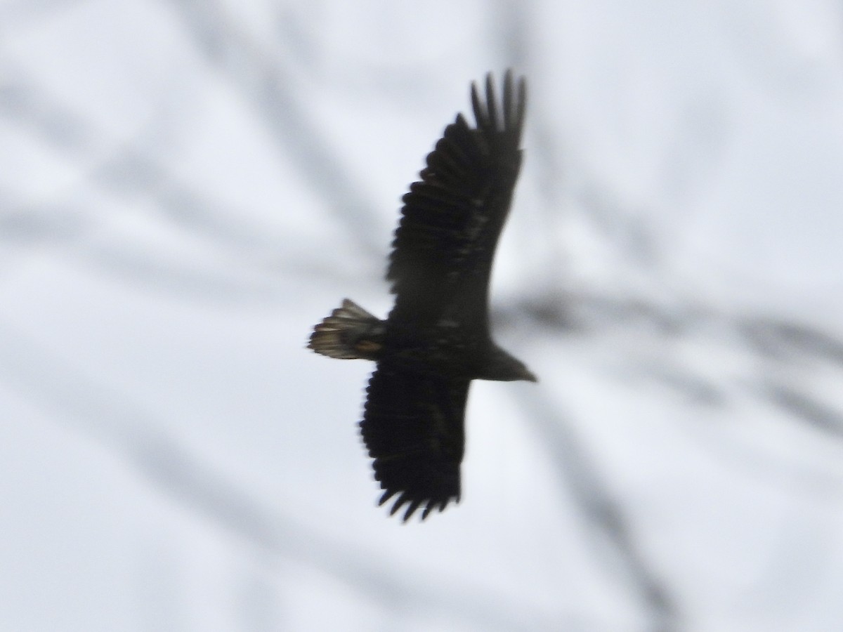 Bald Eagle - Cera Betke