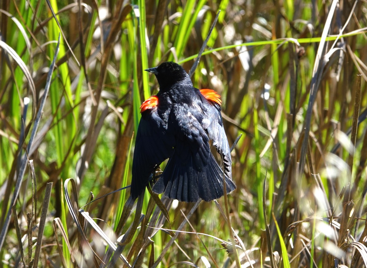 Red-winged Blackbird - TK Birder