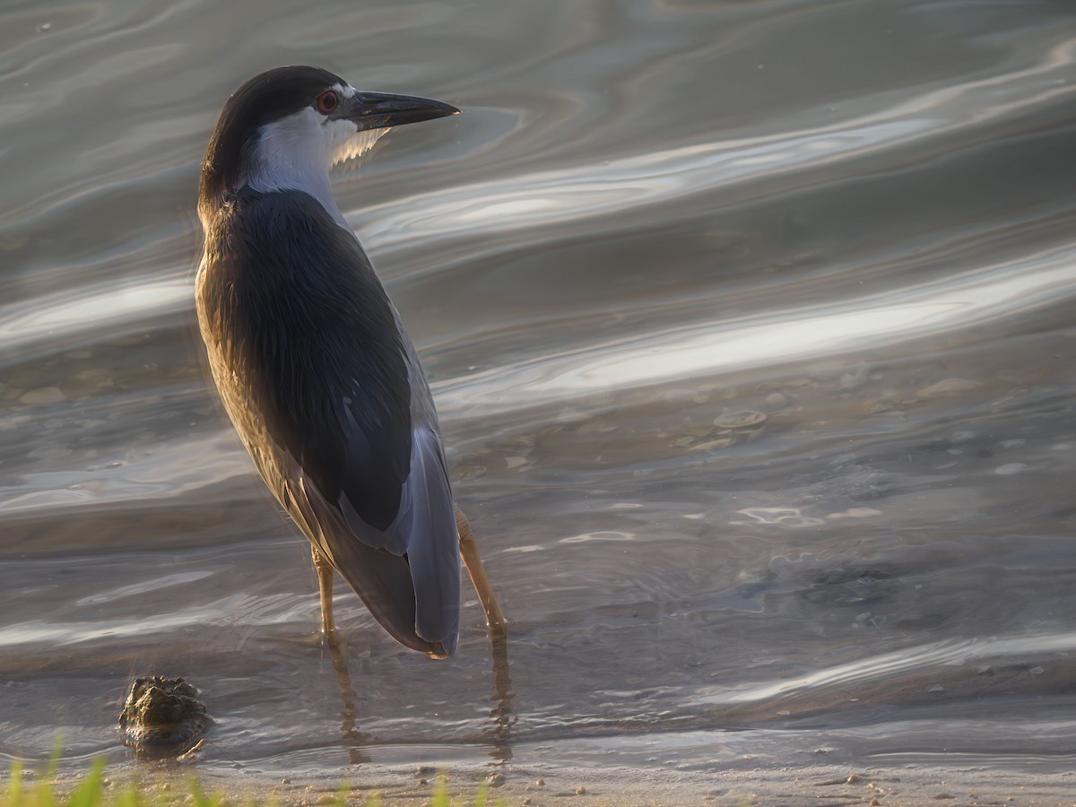 Black-crowned Night Heron - ML618866883