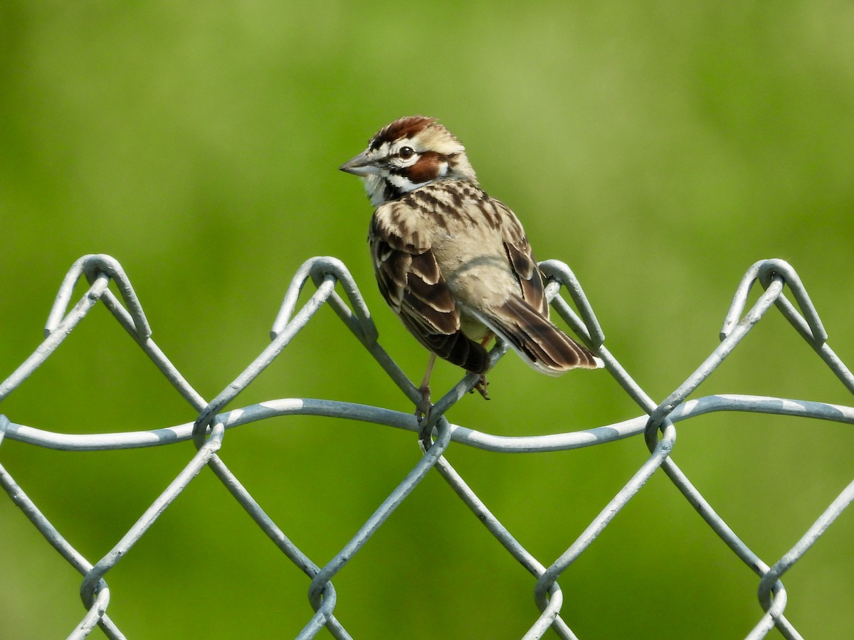 Lark Sparrow - Linda Schwegman