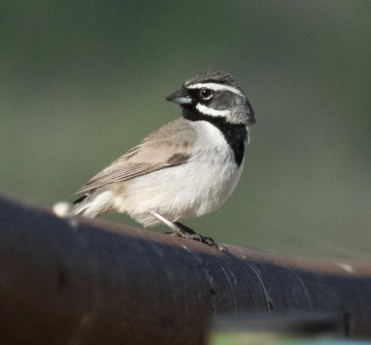 Black-throated Sparrow - ML618866886