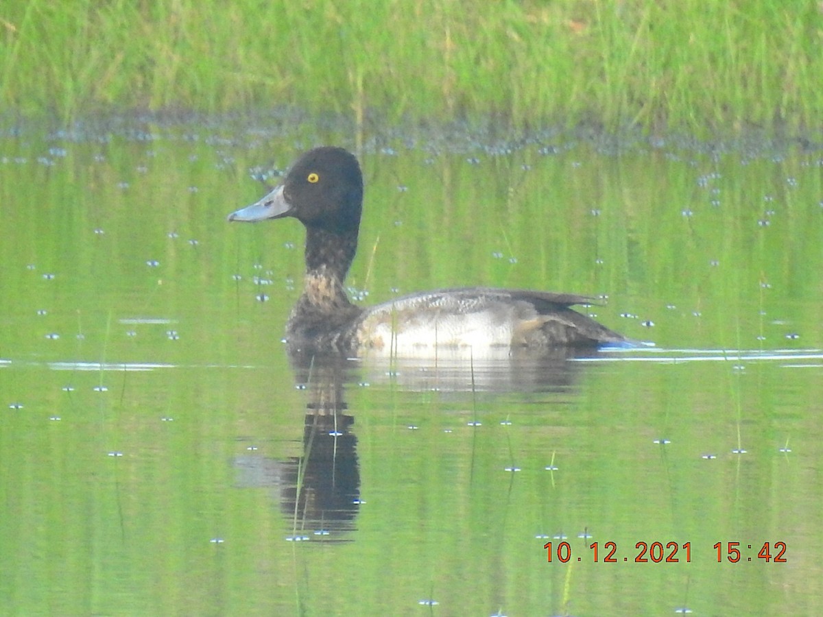 Lesser Scaup - Ignacio Moya Vargas