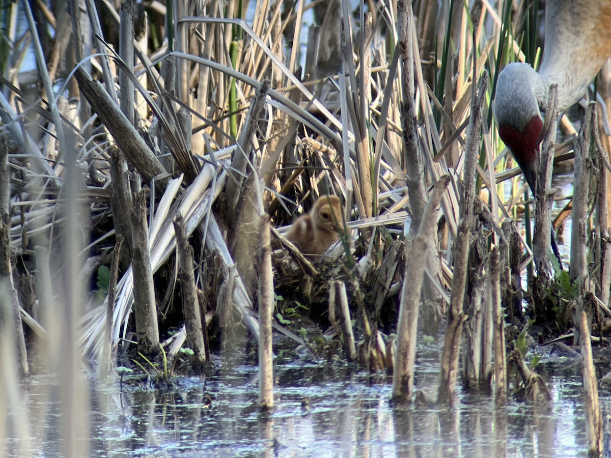 Sandhill Crane - ML618866900