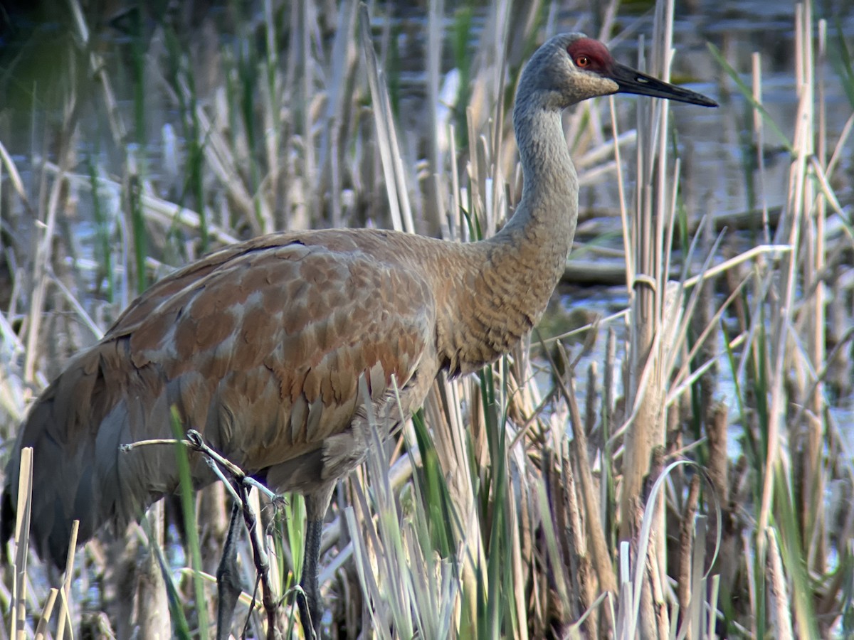 Sandhill Crane - ML618866903