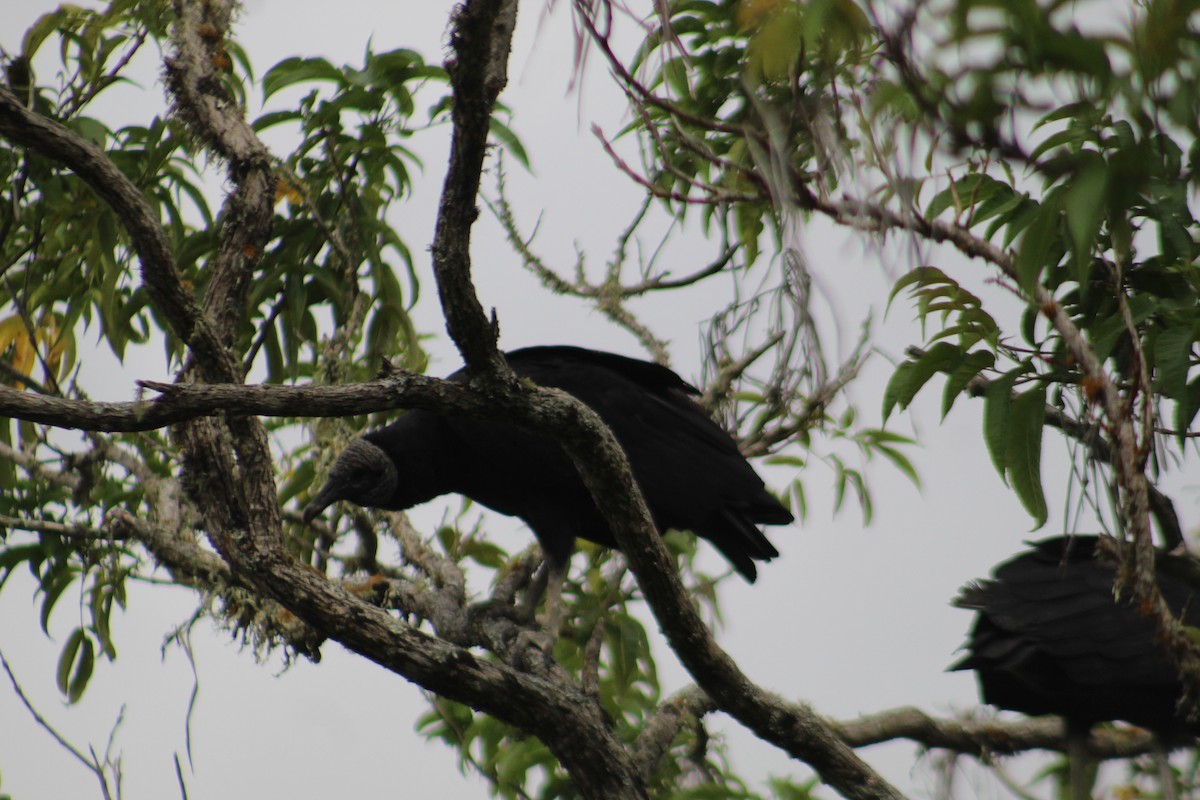 Black Vulture - juan  guillermo borja fajardo