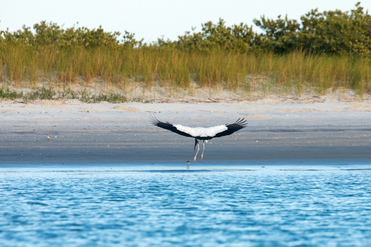 Wood Stork - William Clark