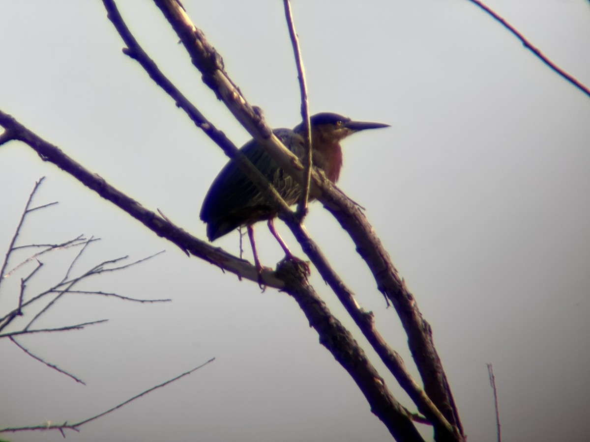 Green Heron - ML618866925