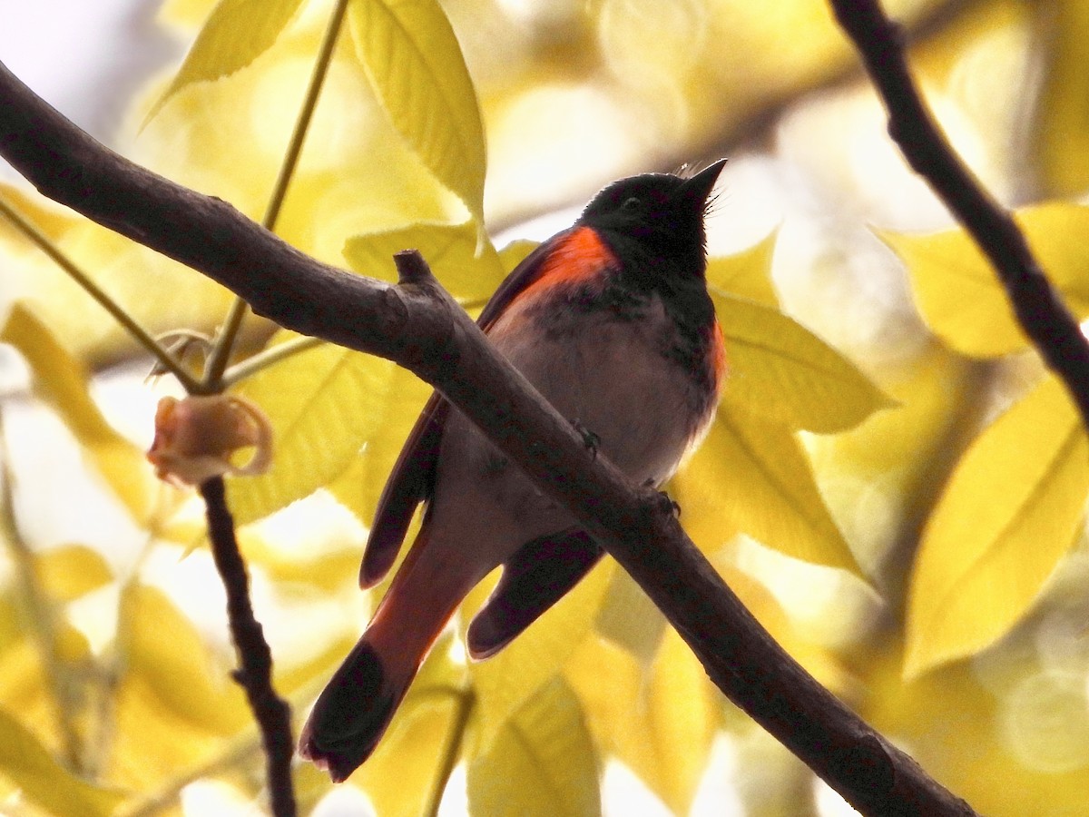 American Redstart - Cera Betke