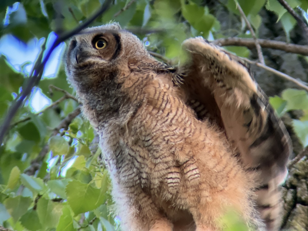 Great Horned Owl - ML618866937