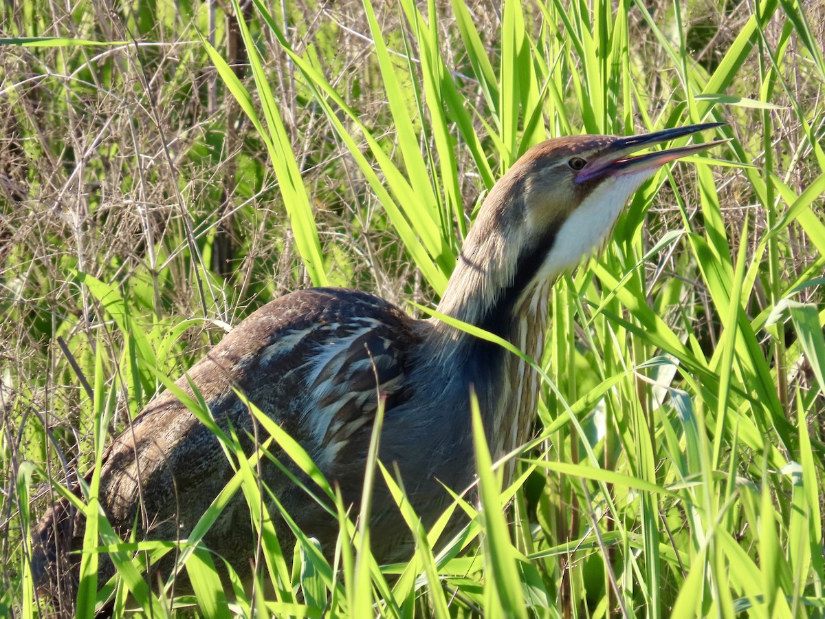 American Bittern - Dan Mottern