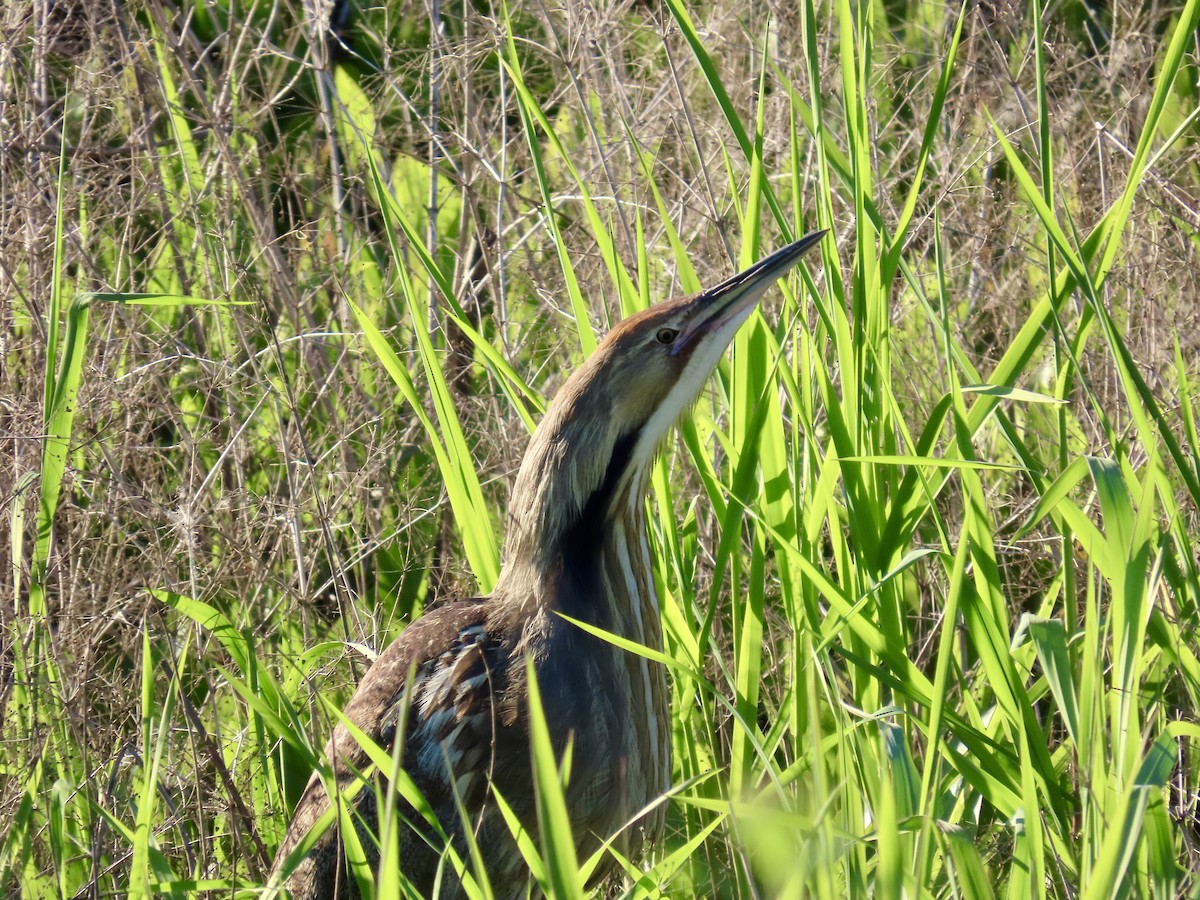 American Bittern - Dan Mottern