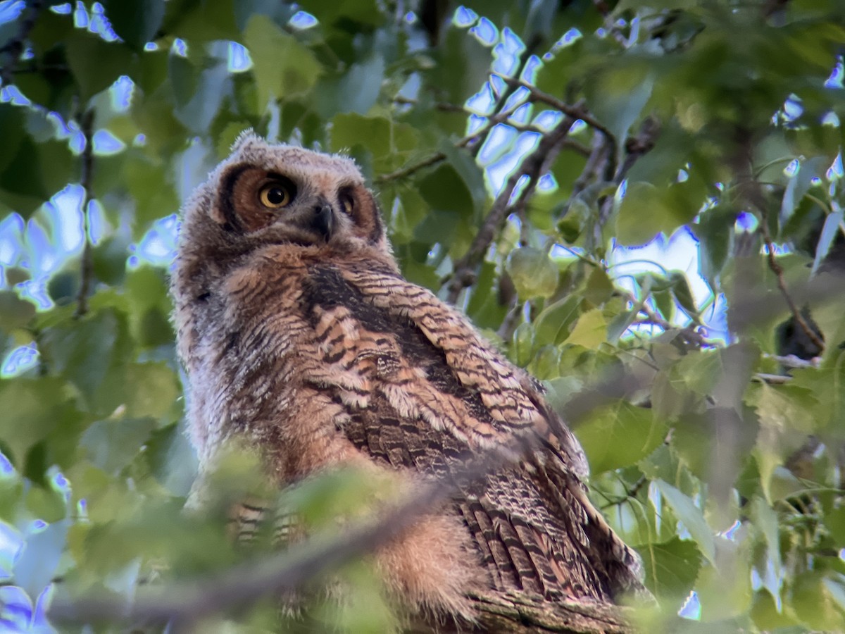 Great Horned Owl - Zoe Newell-Hickman