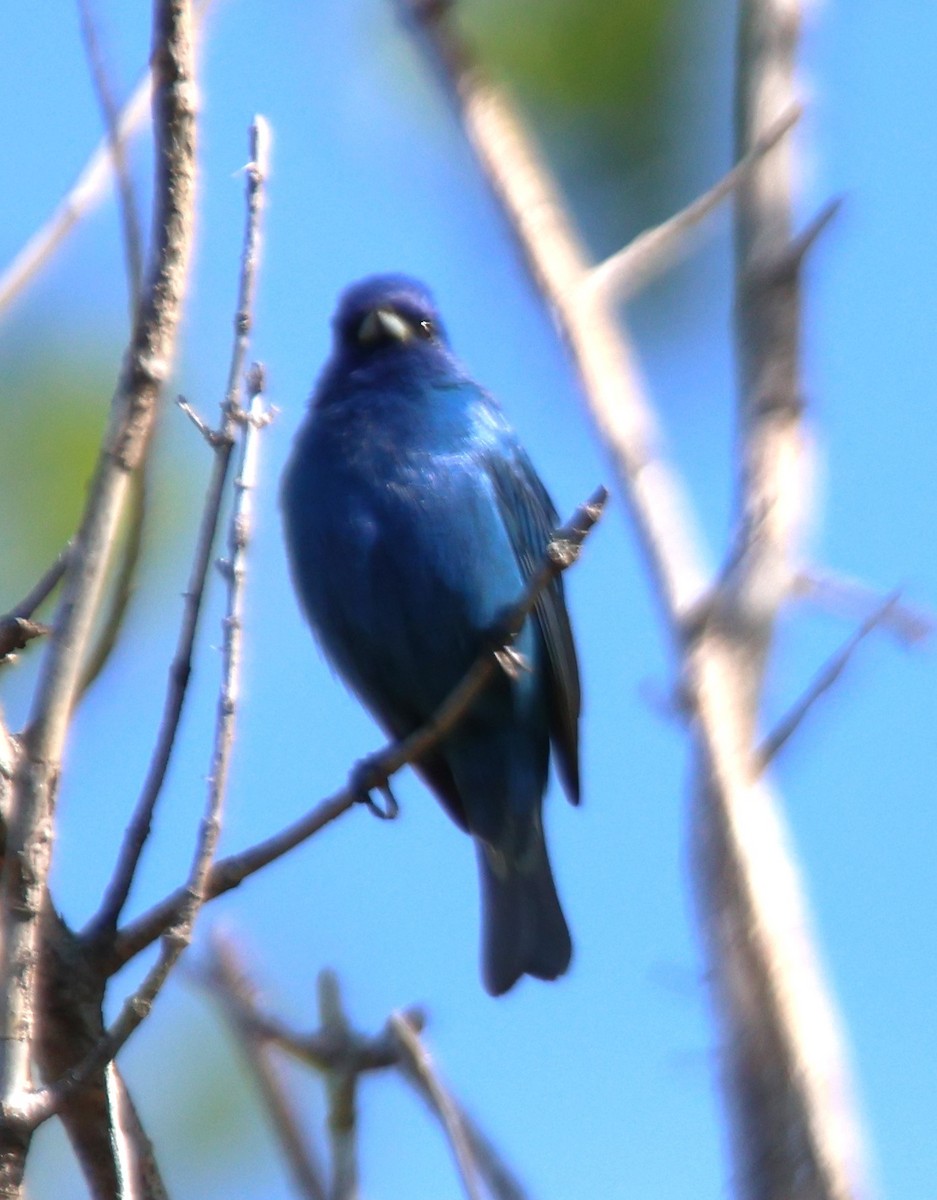 Indigo Bunting - Alan Shapiro