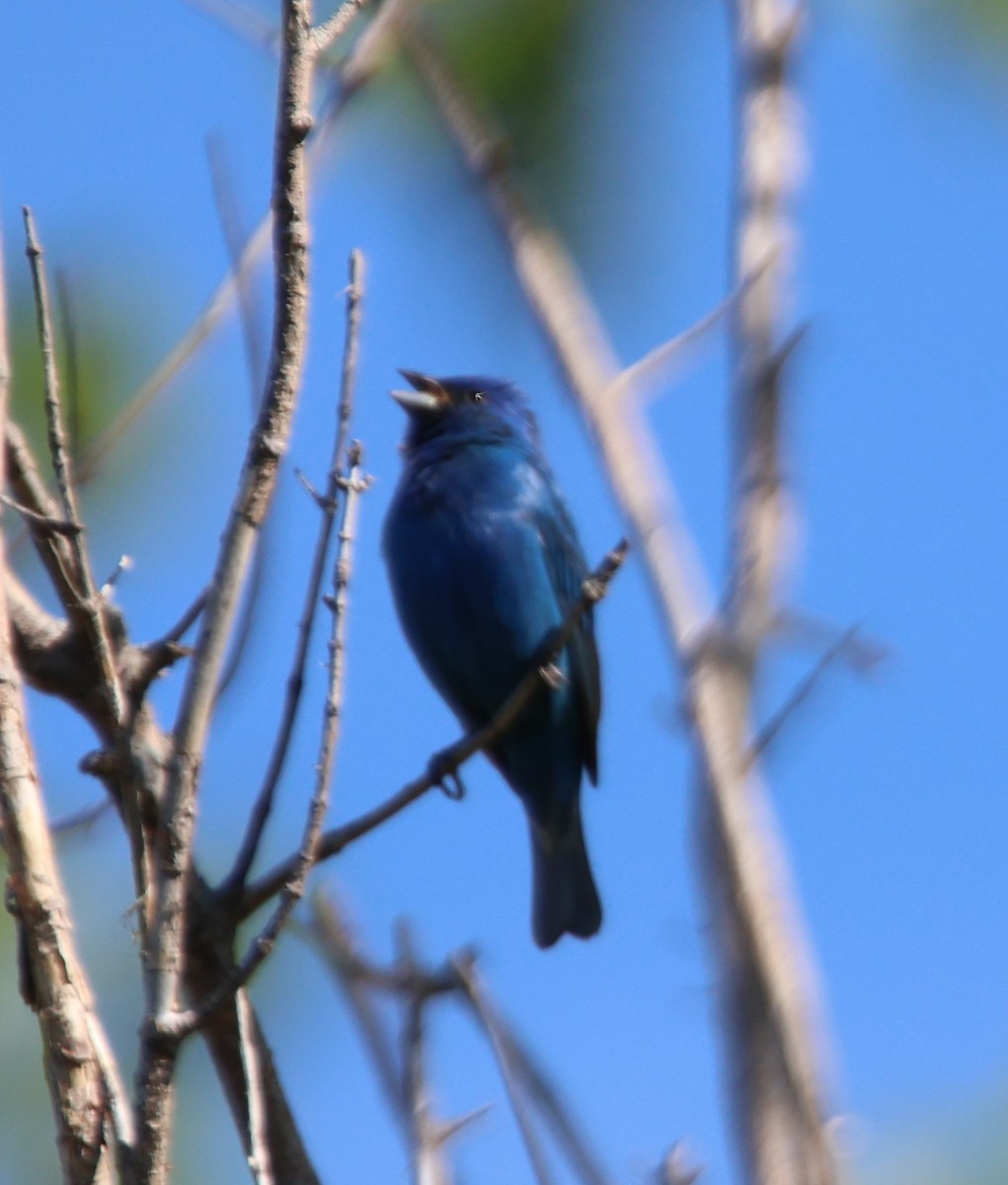 Indigo Bunting - Alan Shapiro