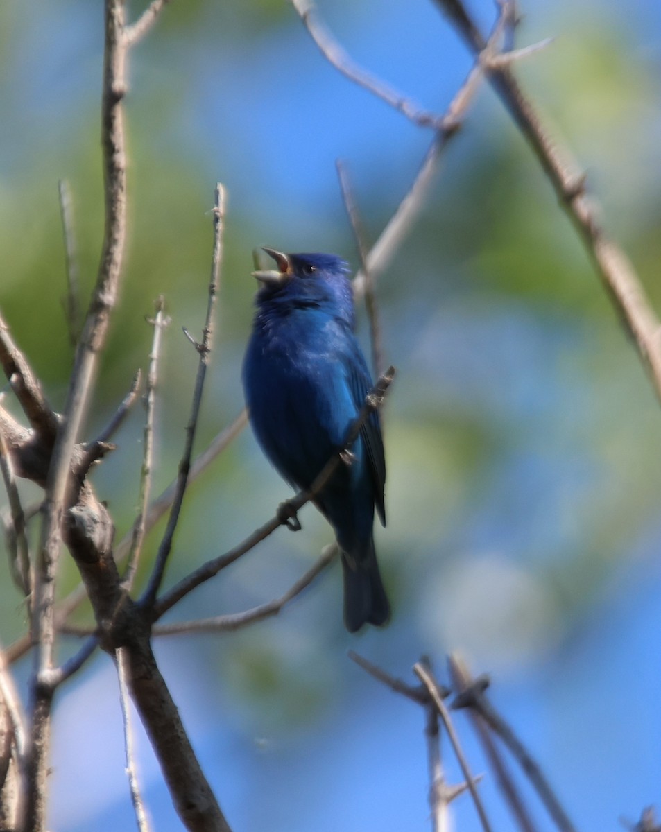 Indigo Bunting - Alan Shapiro