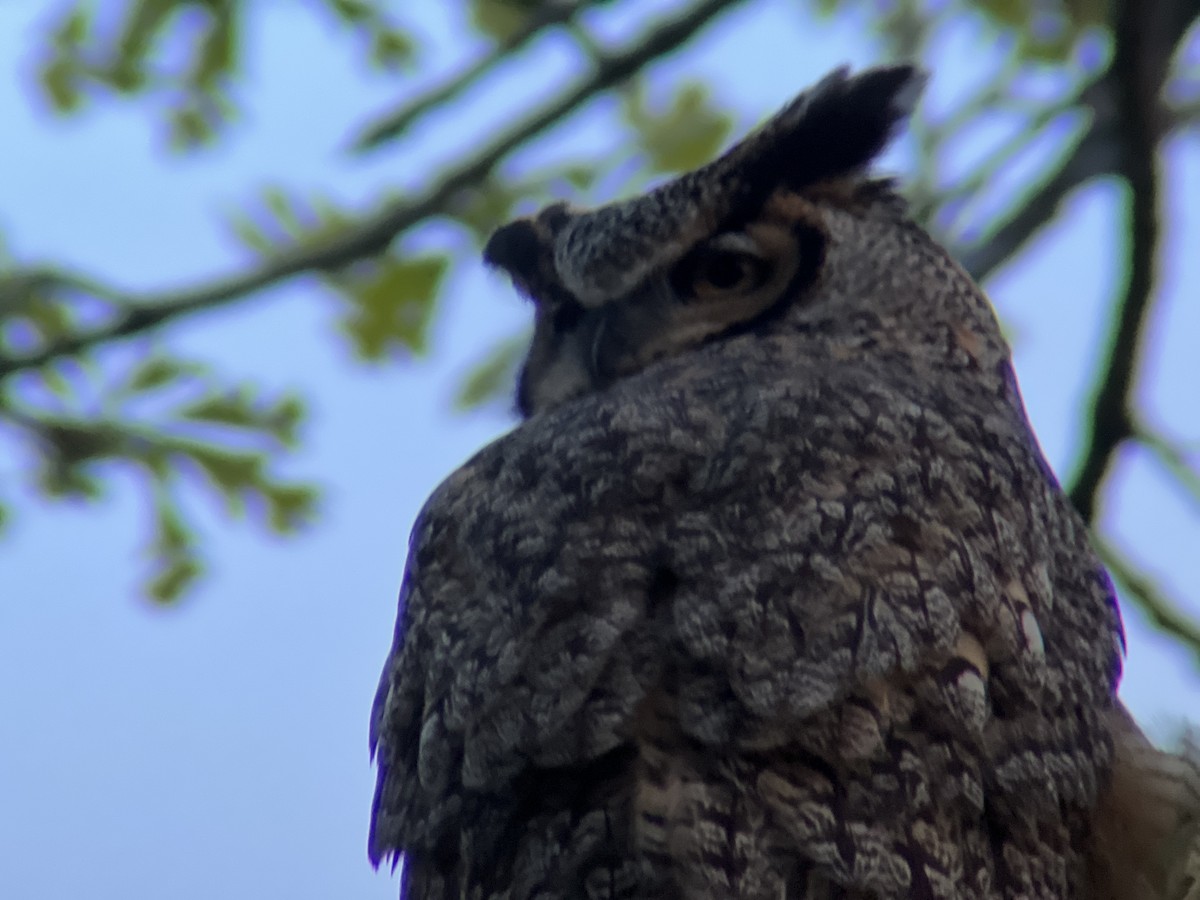 Great Horned Owl - ML618866952