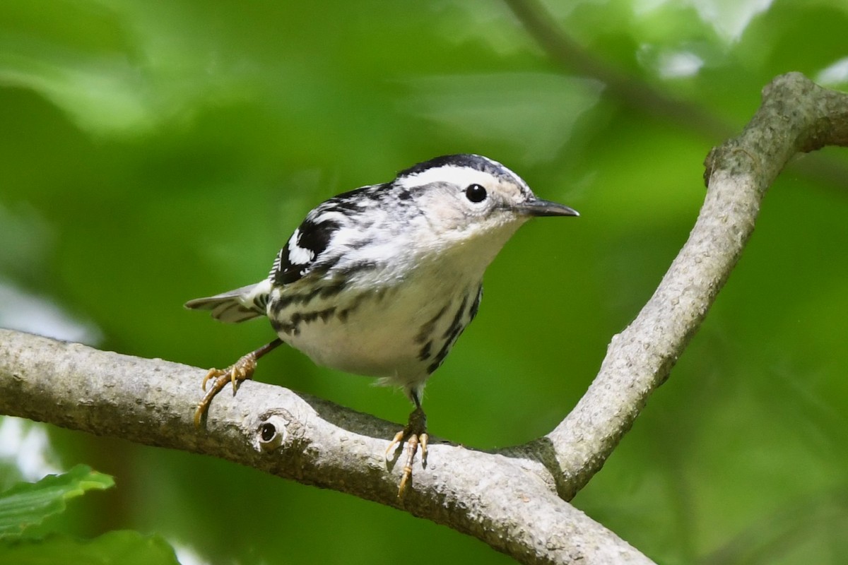 Black-and-white Warbler - David Arrow