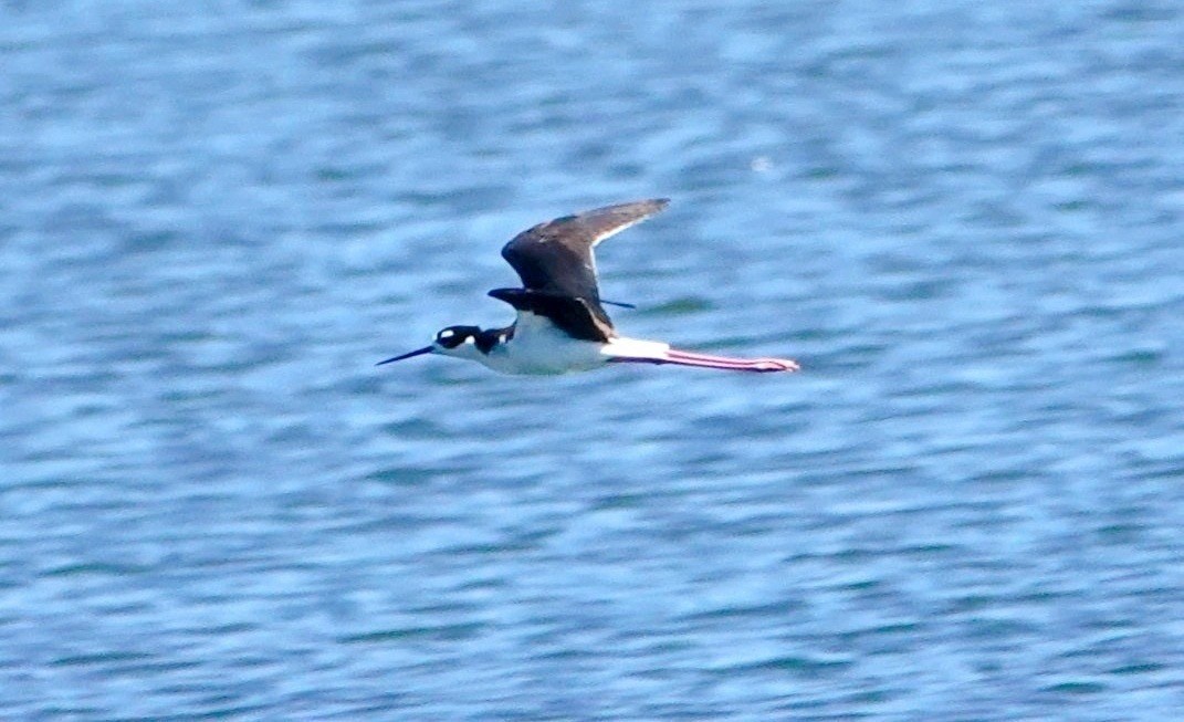 Black-necked Stilt - TK Birder