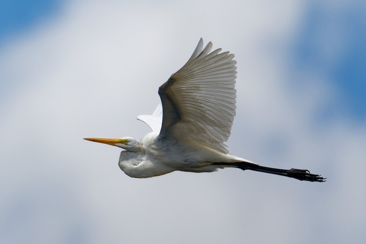 Great Egret - David Le