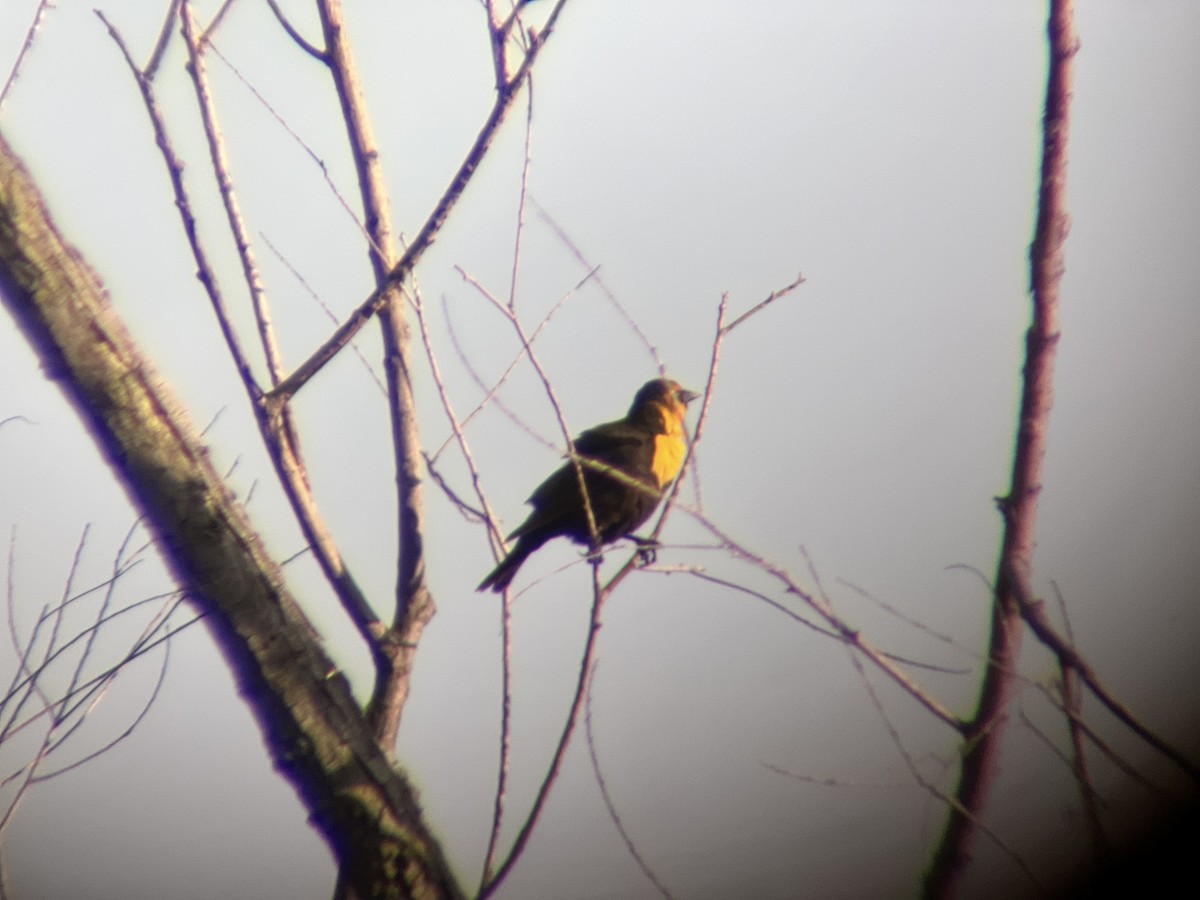 Yellow-headed Blackbird - ML618866966