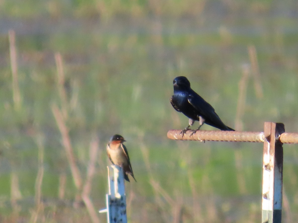 Purple Martin - Dan Mottern