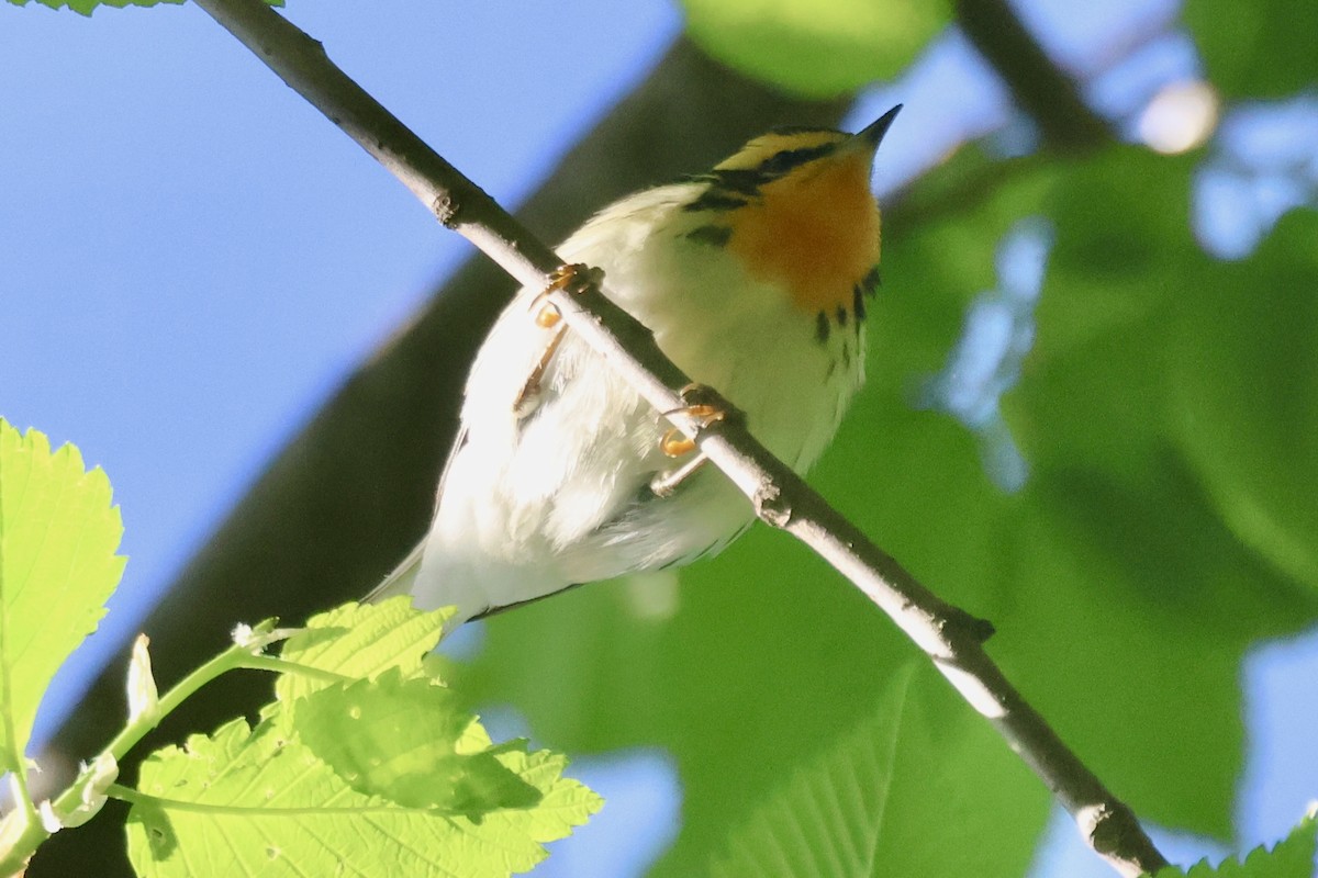 Blackburnian Warbler - ML618866985