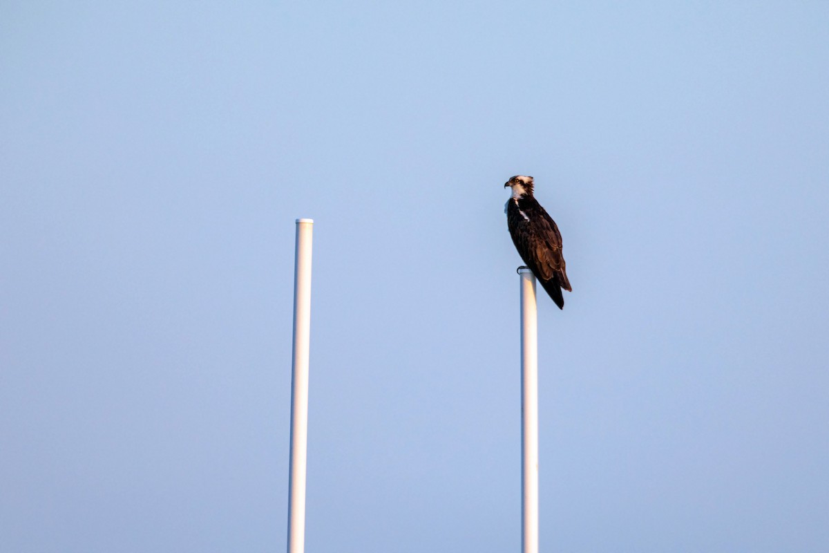 Osprey - William Clark