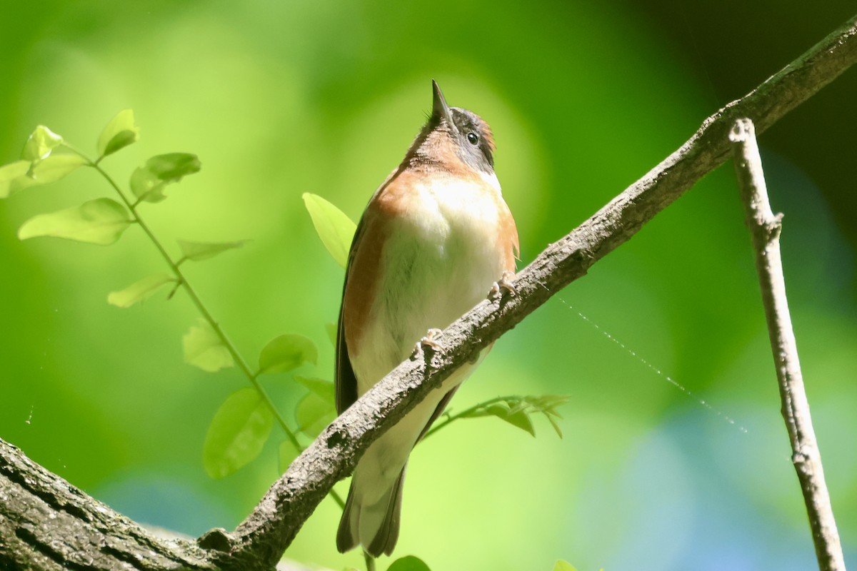 Bay-breasted Warbler - ♏️ ©️