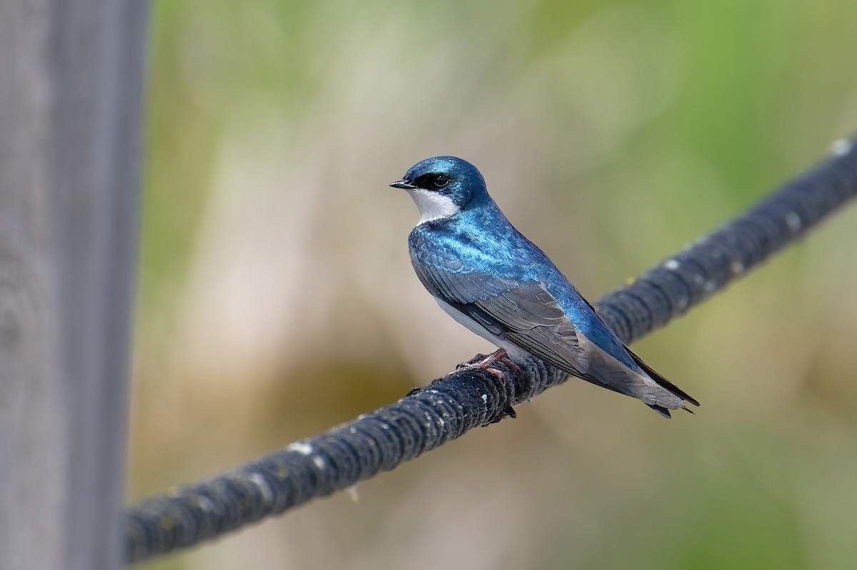 Tree Swallow - David Le