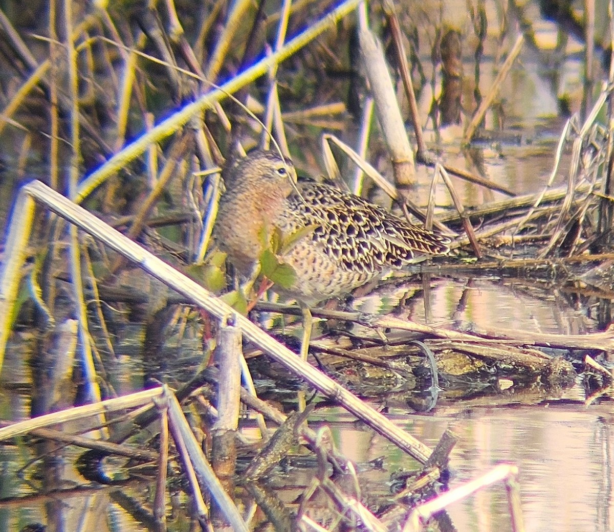 Short-billed Dowitcher - ML618866999