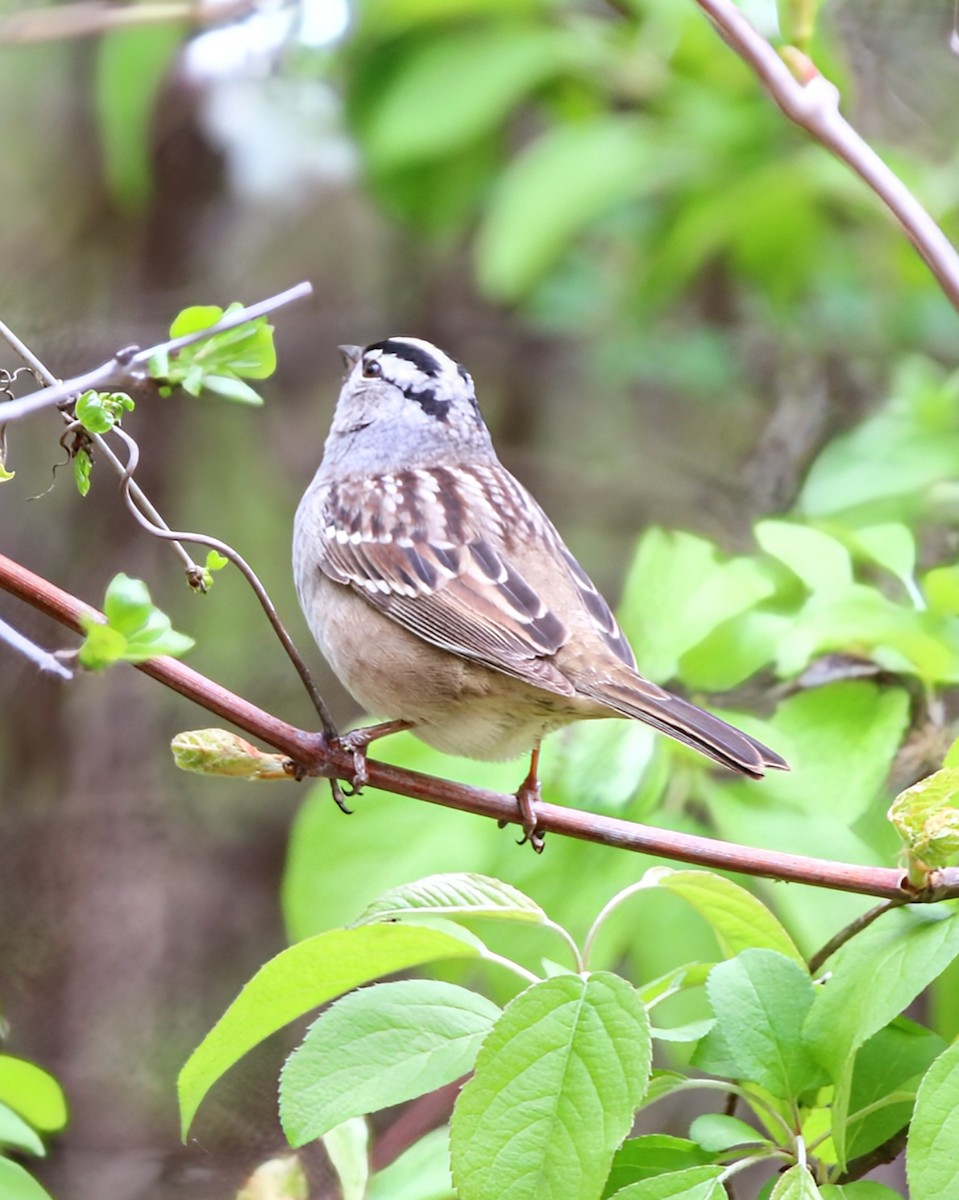 White-crowned Sparrow (leucophrys) - Phil Mills