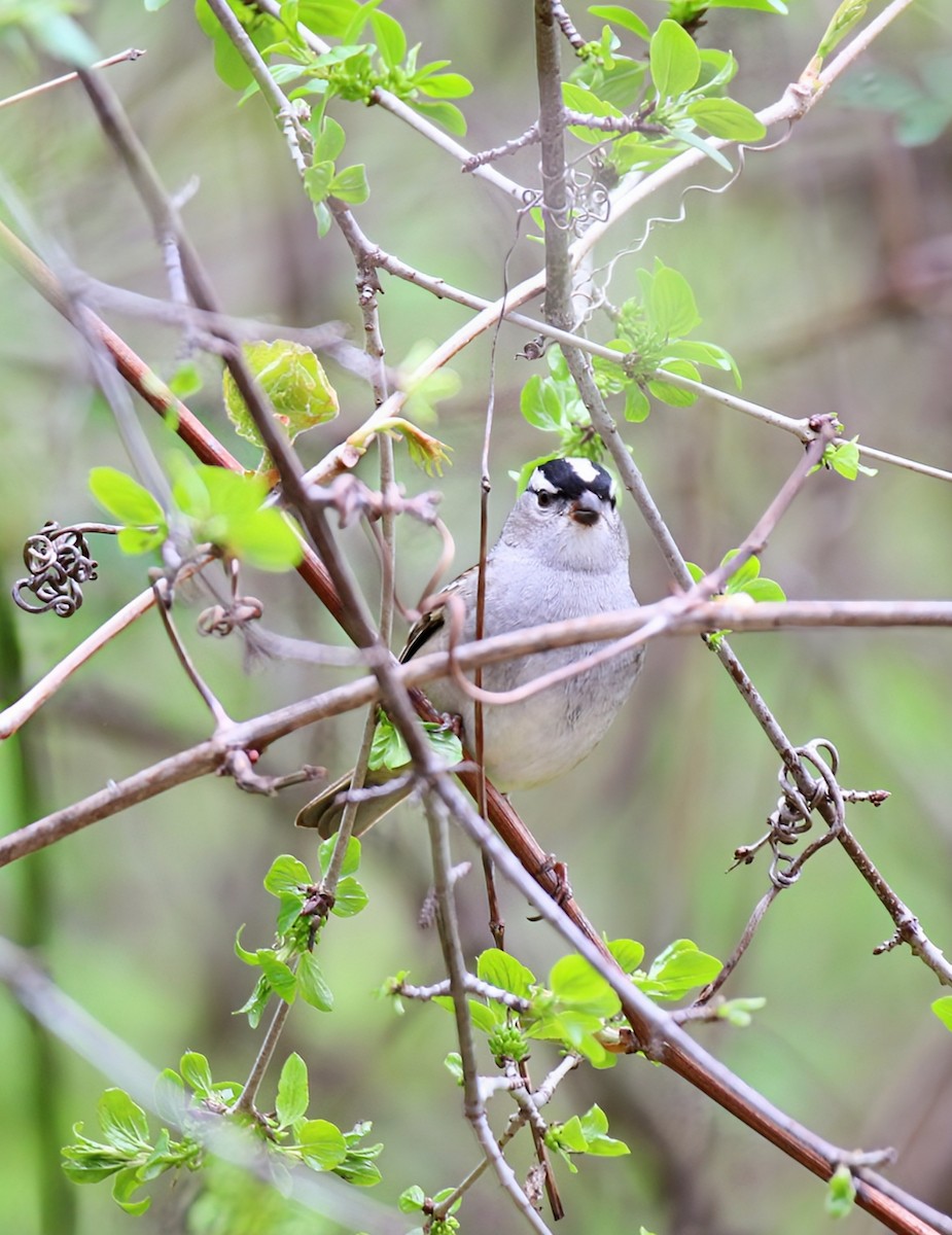 White-crowned Sparrow (leucophrys) - Phil Mills