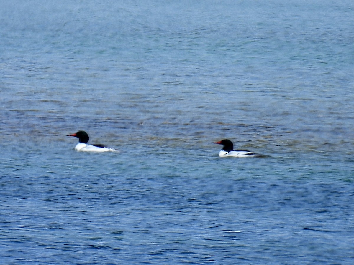 Common Merganser - Melody Walsh