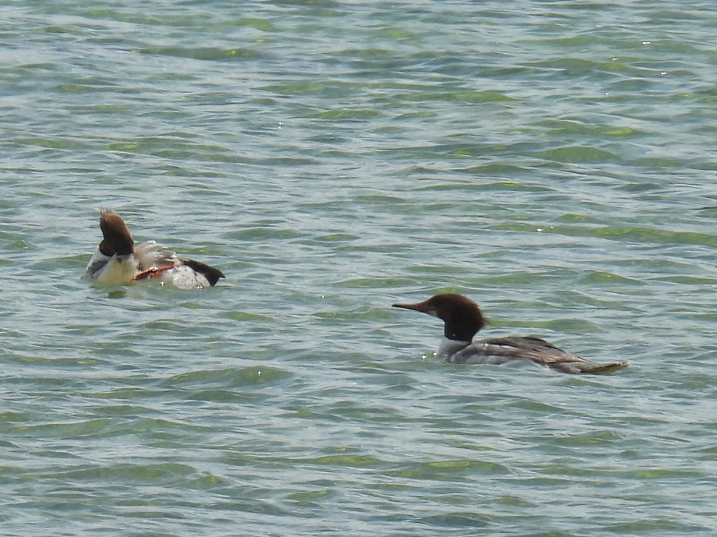 Common Merganser - Melody Walsh