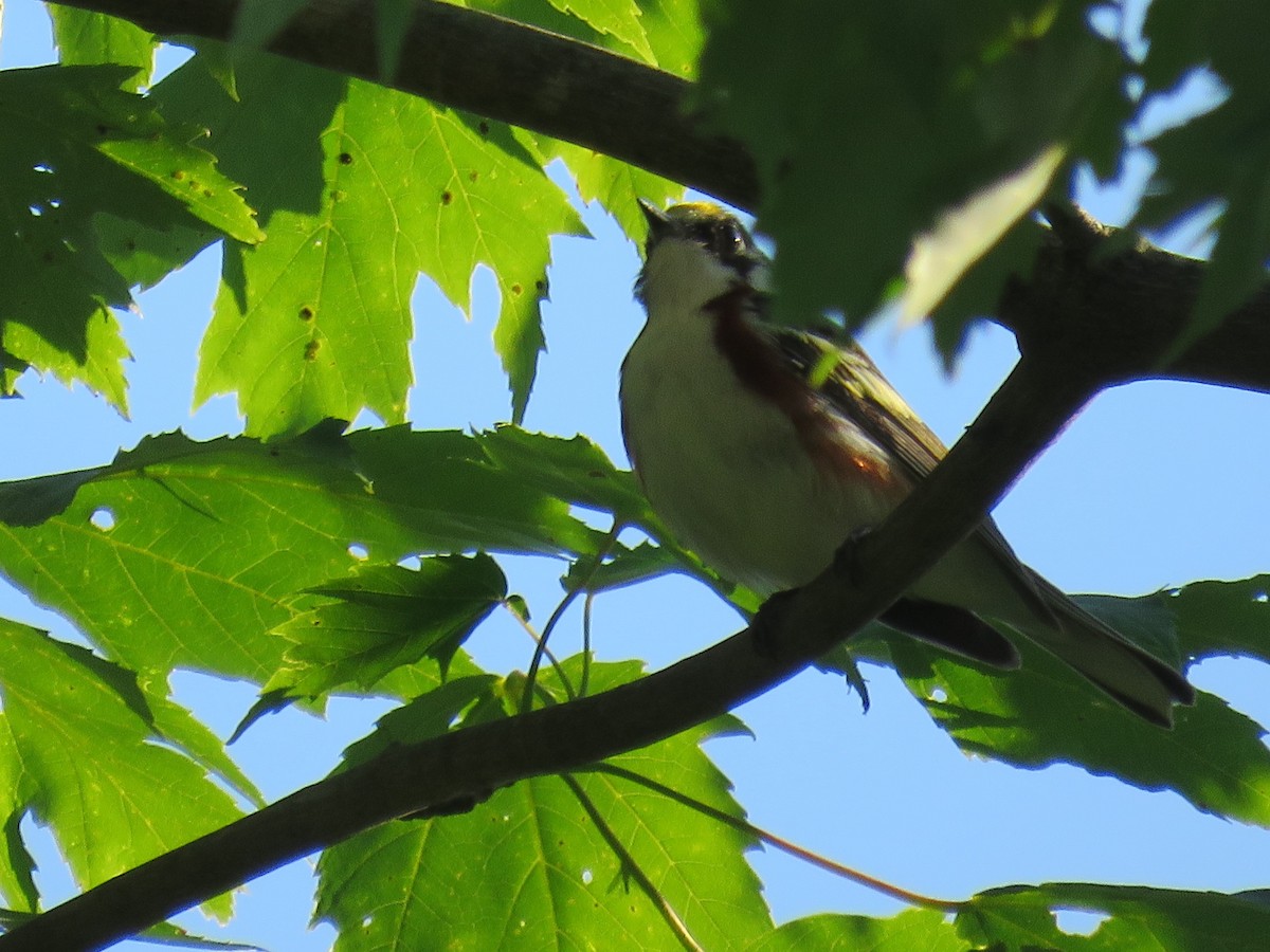 Chestnut-sided Warbler - ML61886701