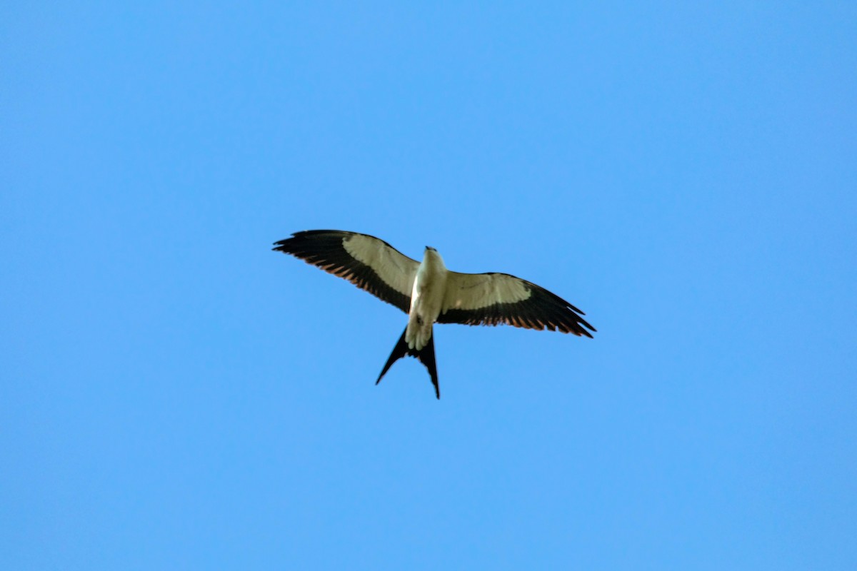 Swallow-tailed Kite - ML618867022