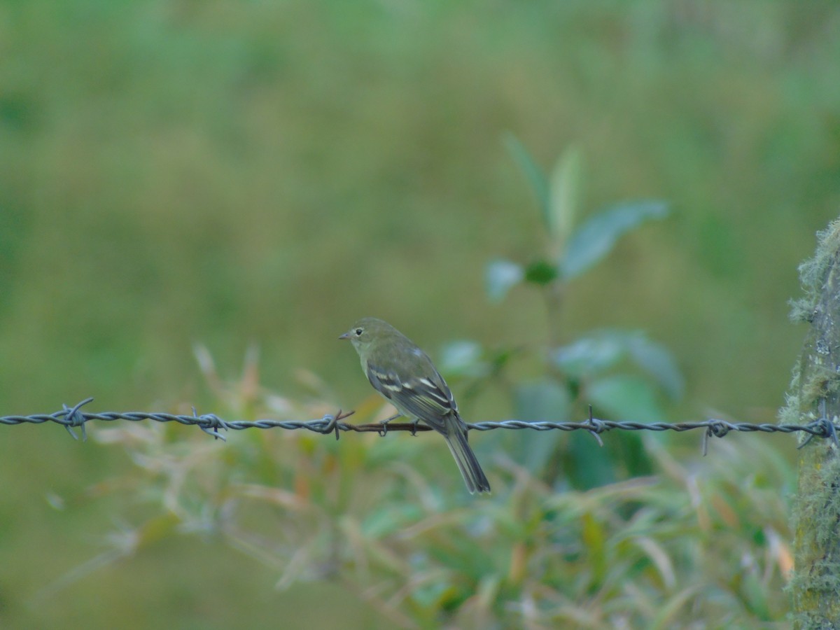 Mountain Elaenia - ubaque club