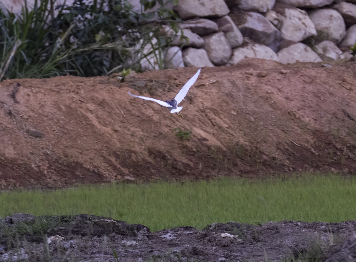 Chinese Pond-Heron - David Hoar