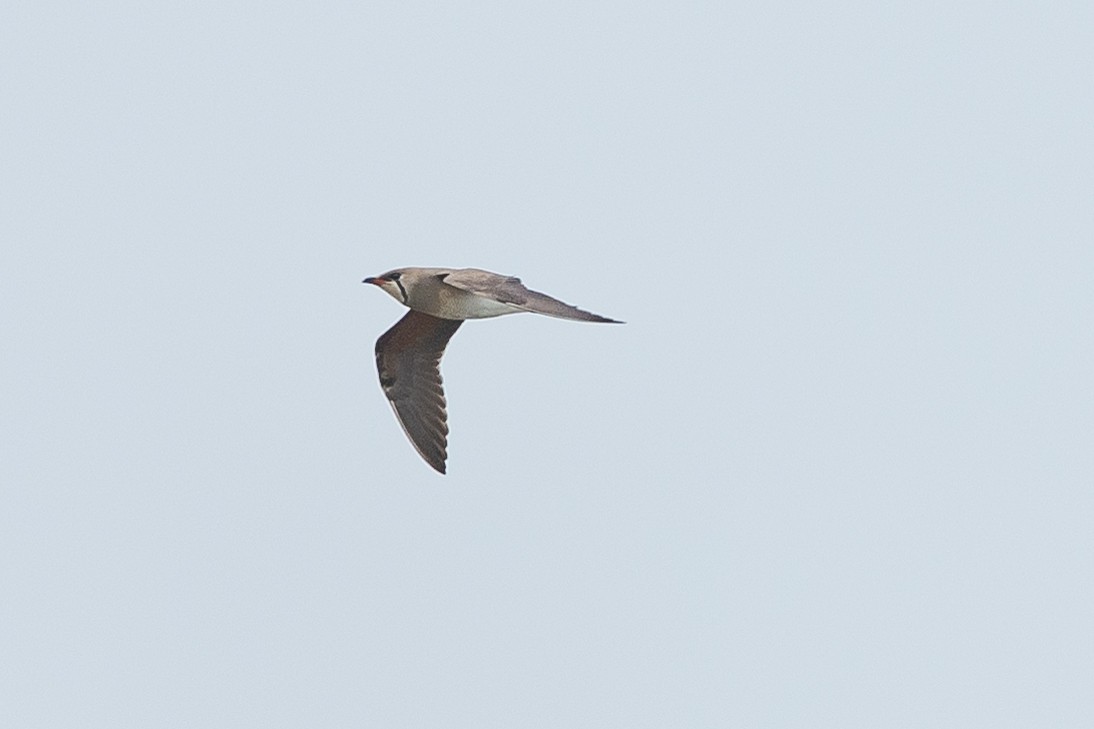 Oriental Pratincole - 1an Wang