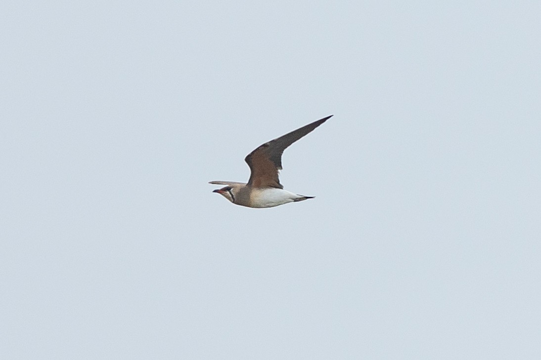 Oriental Pratincole - 1an Wang