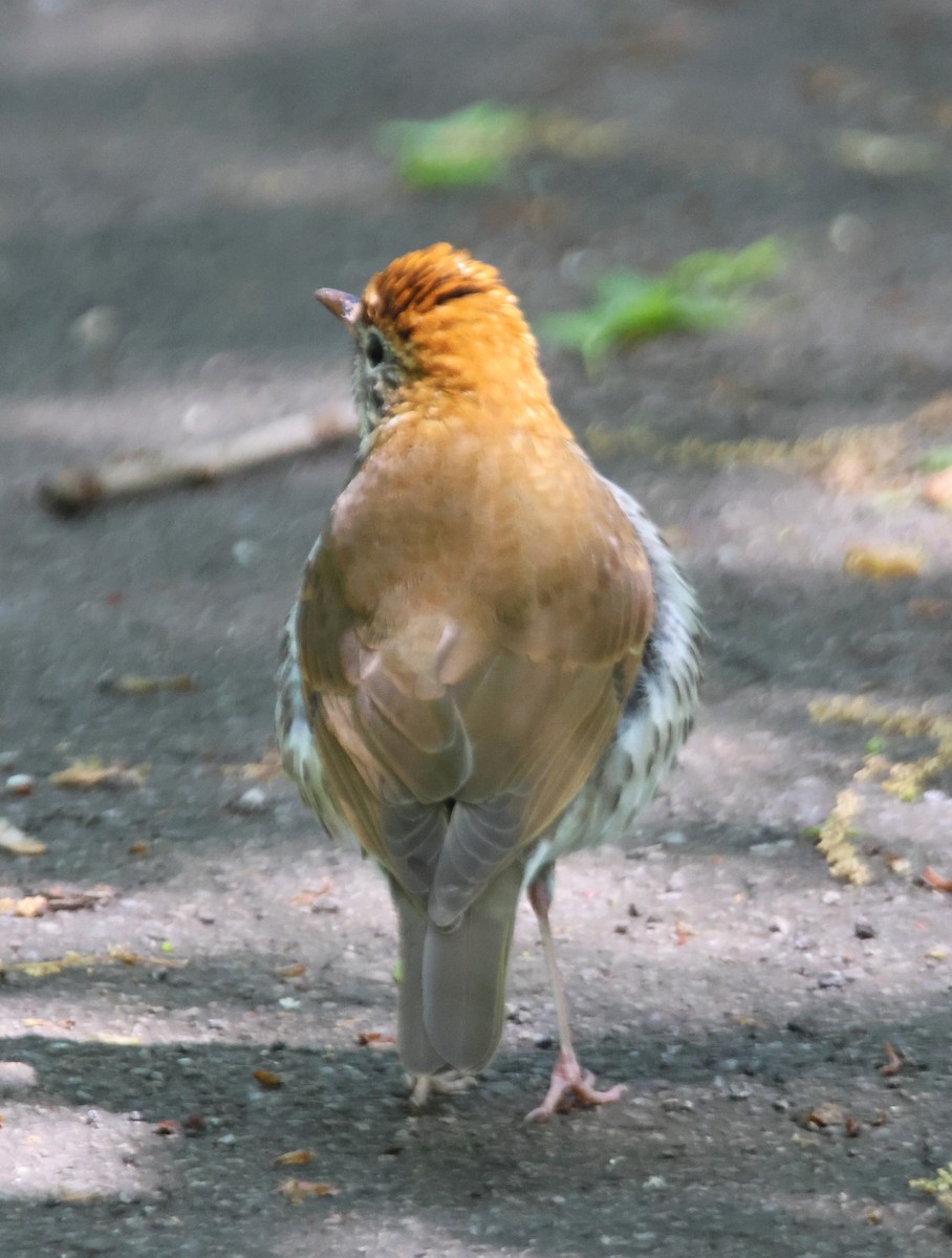 Wood Thrush - Alan Shapiro