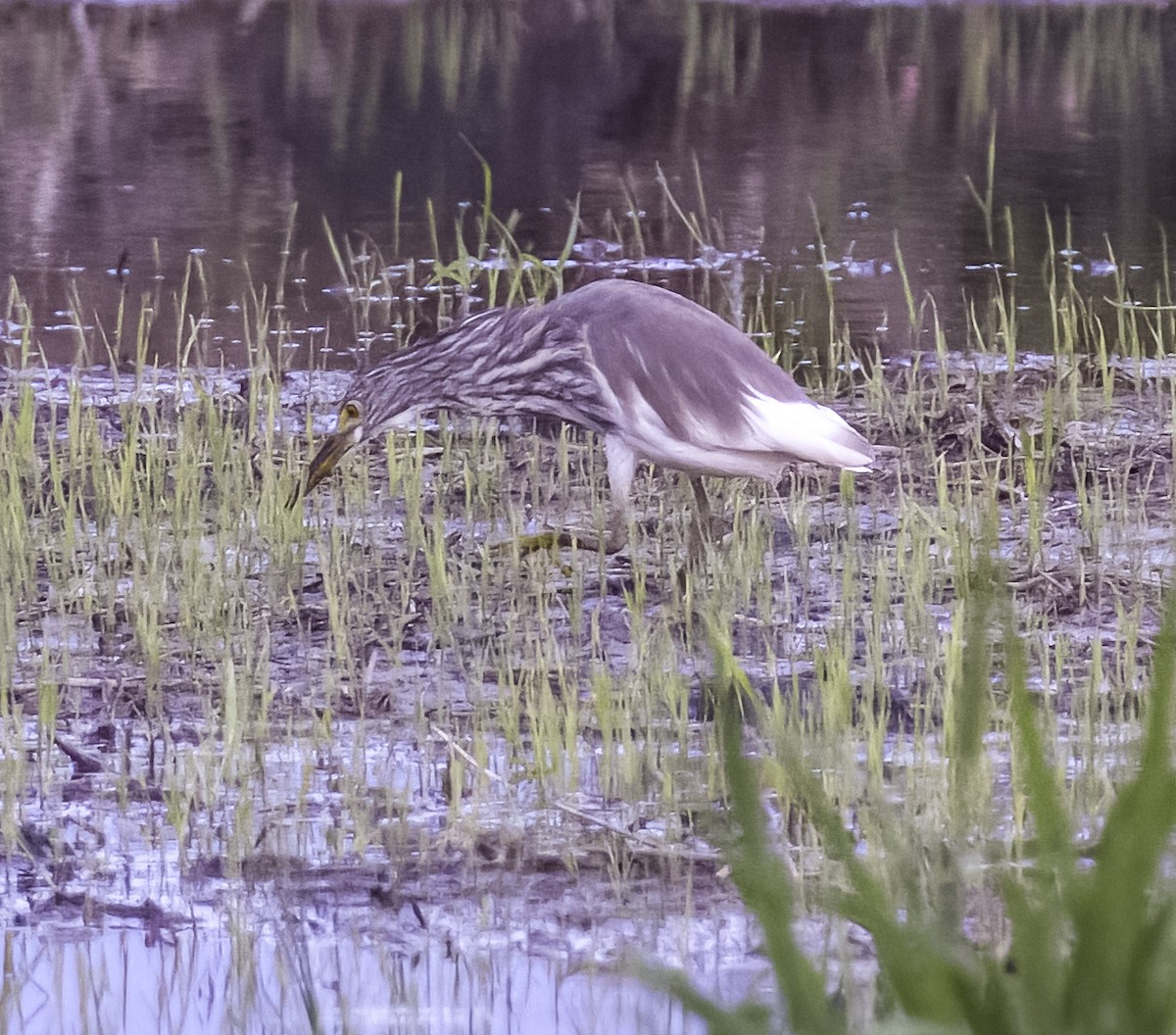 Chinese Pond-Heron - ML618867055