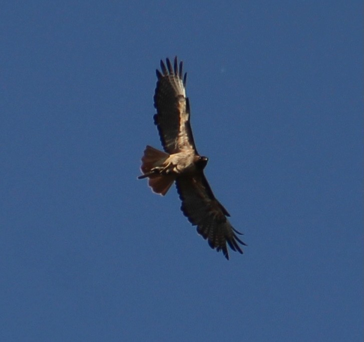 Red-tailed Hawk - ML618867058