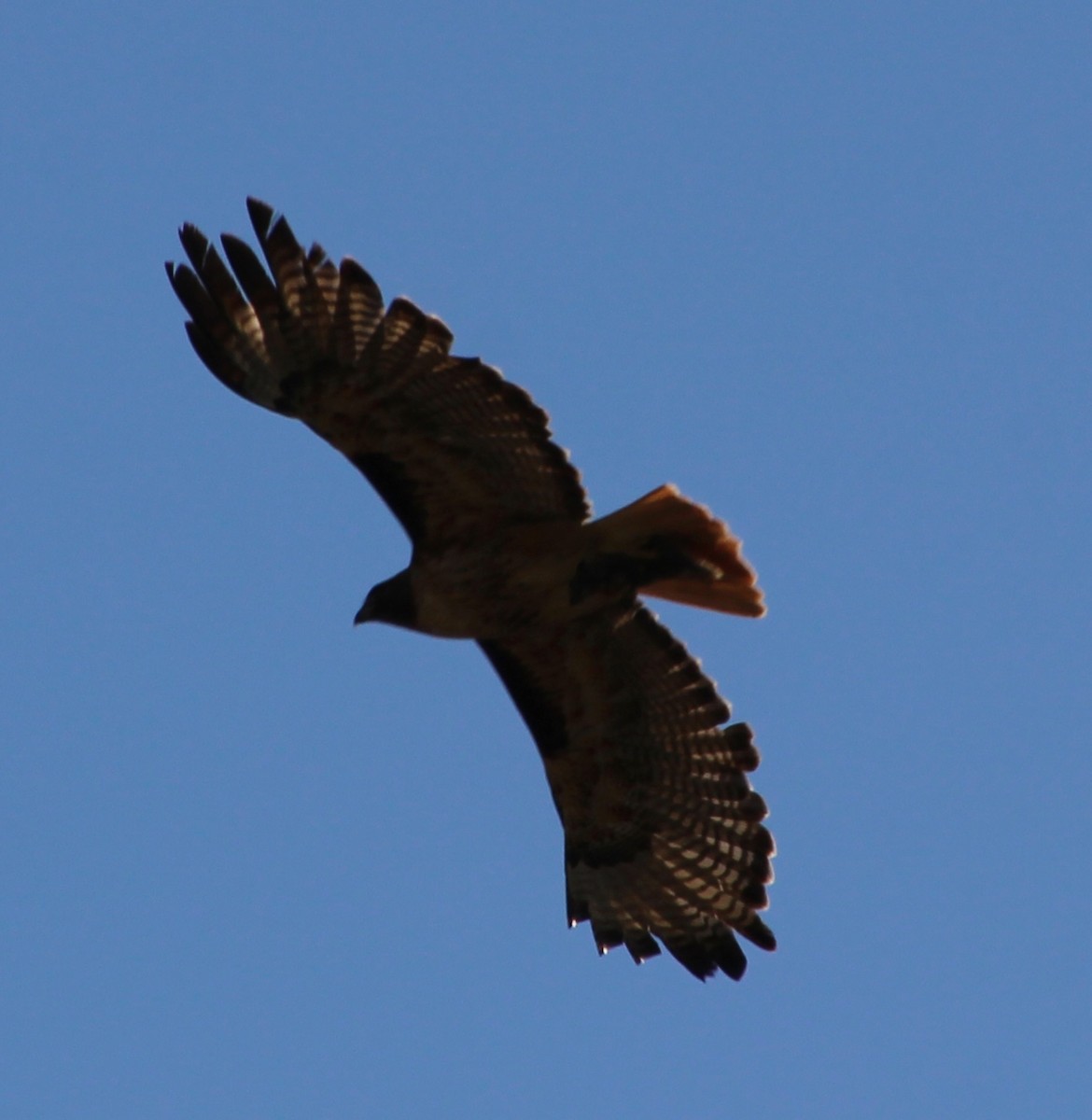 Red-tailed Hawk - ML618867059